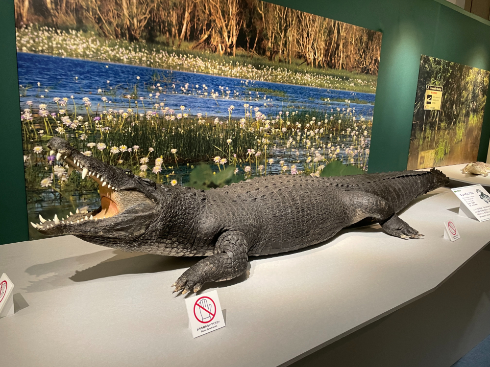 湿地の背景パネルを背に、口を大きく開けて展示されているイリエワニの剥製標本