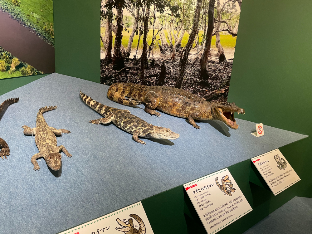 クチヒロカイマンやメガネカイマンなど、小型のワニ類の剥製を並べた比較展示
