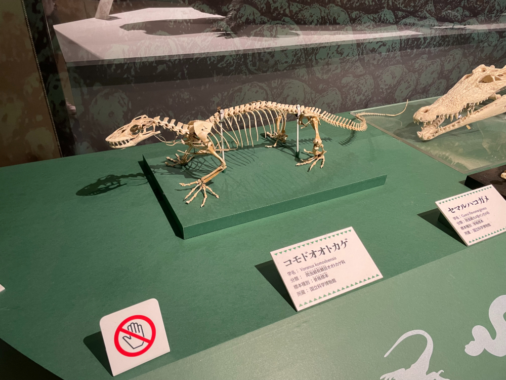 国立科学博物館に展示されているコモドオオトカゲの全身骨格標本と解説パネル