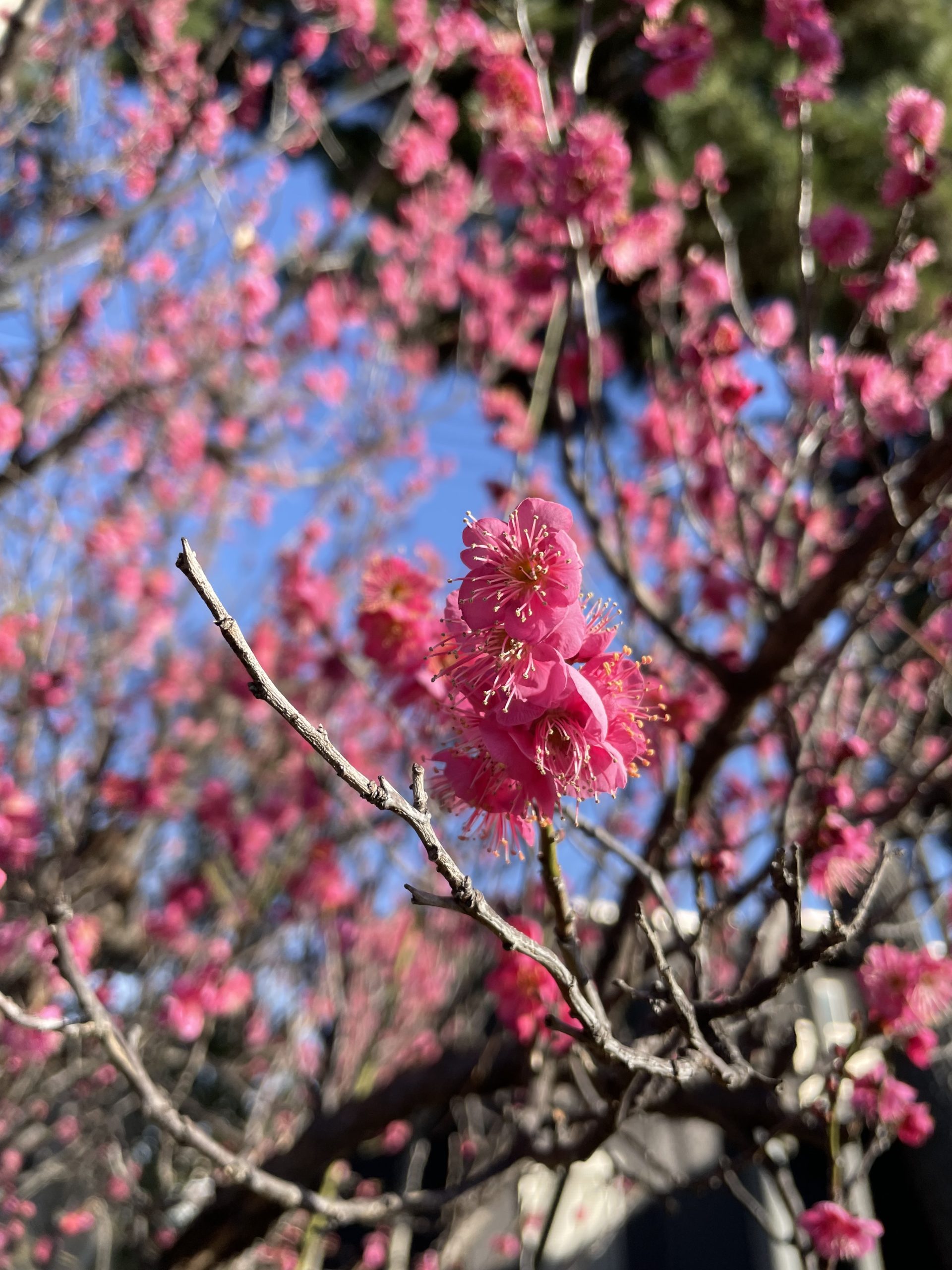 紅梅が咲いていた。