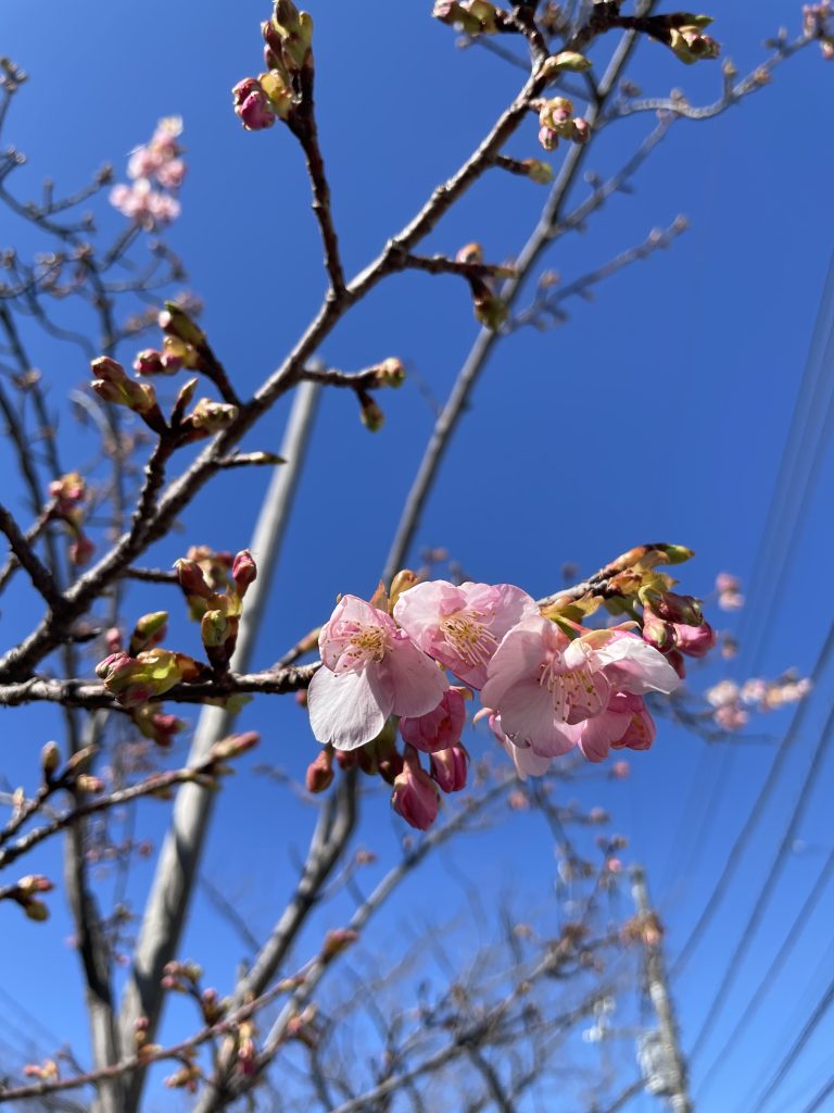 一房の咲いた桜の花