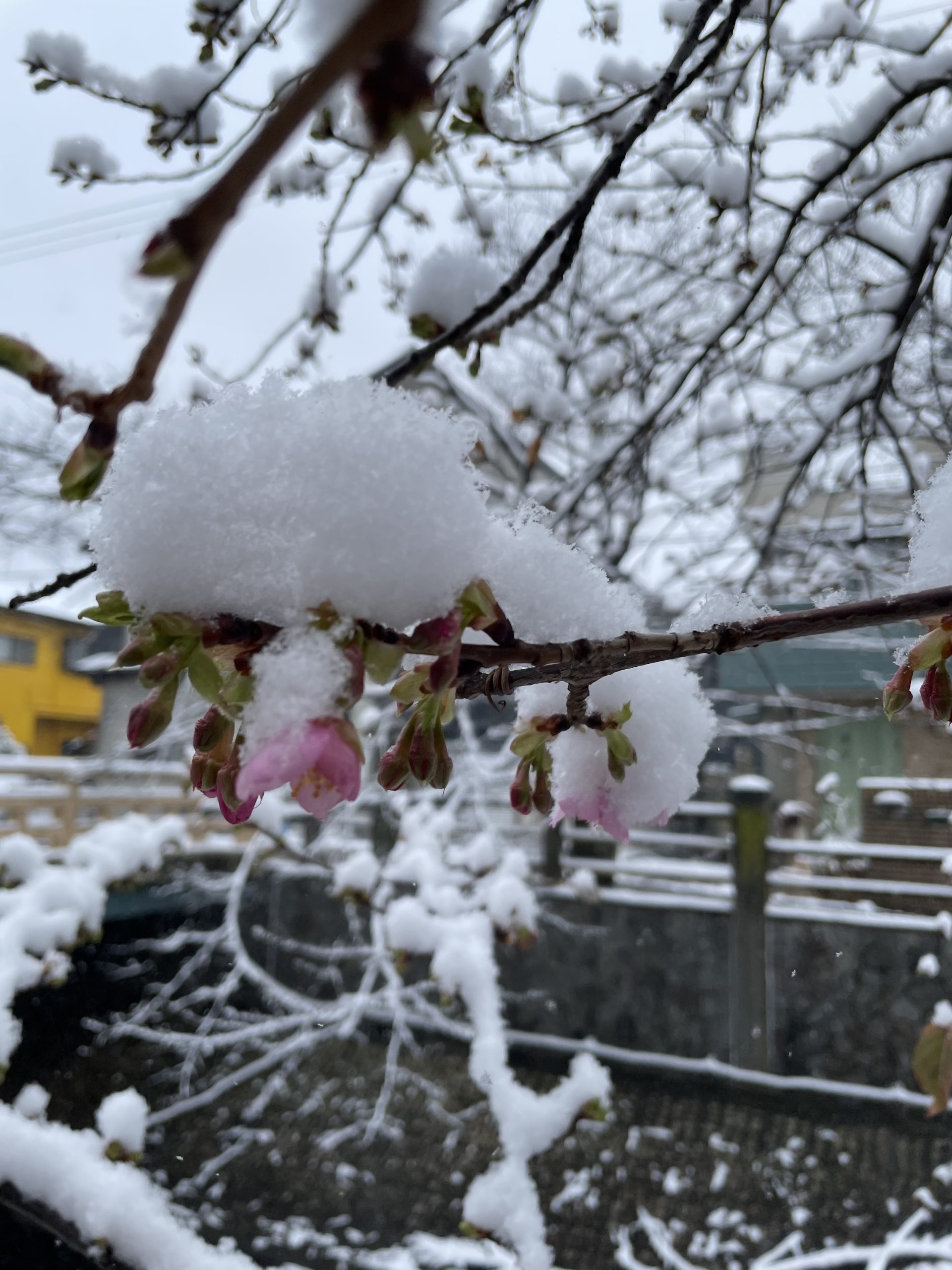 雪と早咲き桜