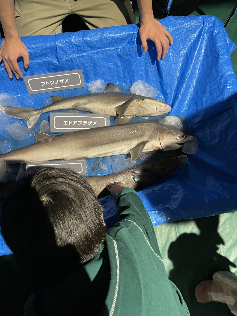 氷とともに展示された3種類のサメ
