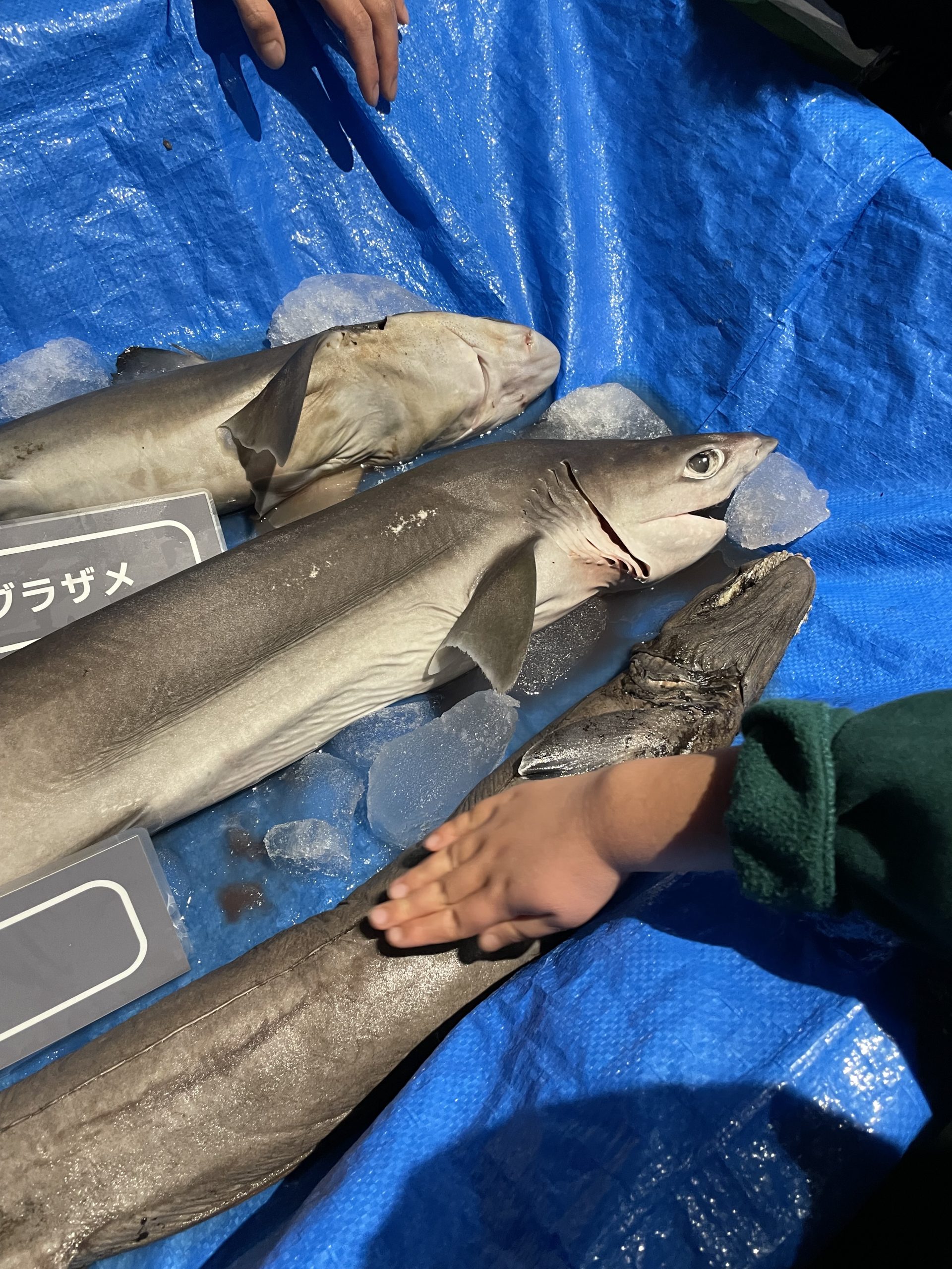 葛西臨海水族園でラブカ触ってきた。