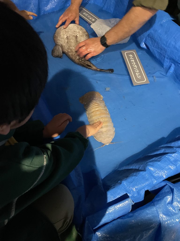 青いビニールシートが敷かれた展示水槽で、大きなダイオウグソクムシと深海魚に触れるタッチプール体験の様子
