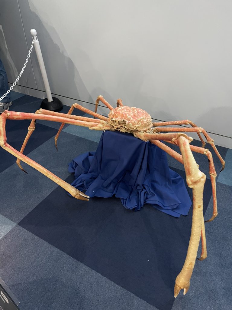 青い布の上に展示された、巨大なタカアシガニの標本