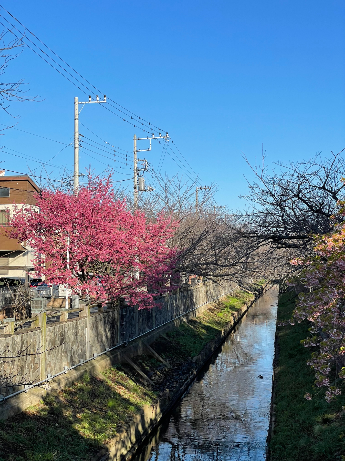 真間川の寒桜が見頃だった