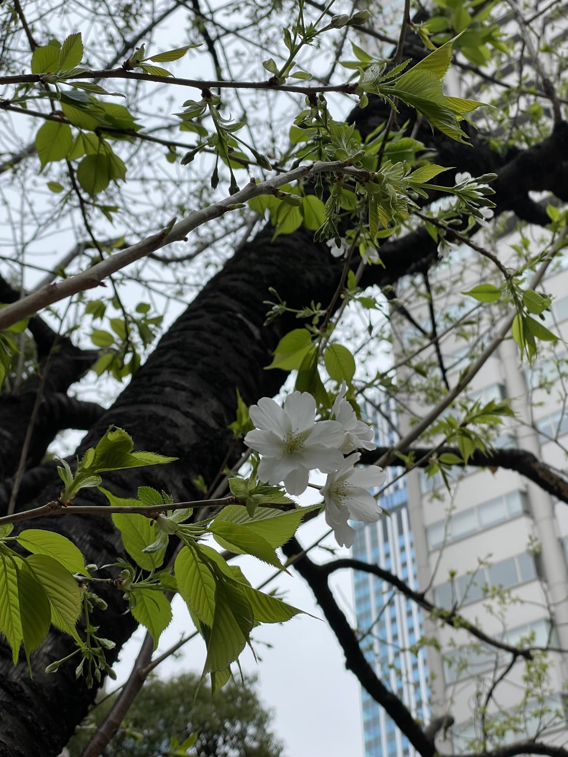 オオシマザクラが咲き始めた