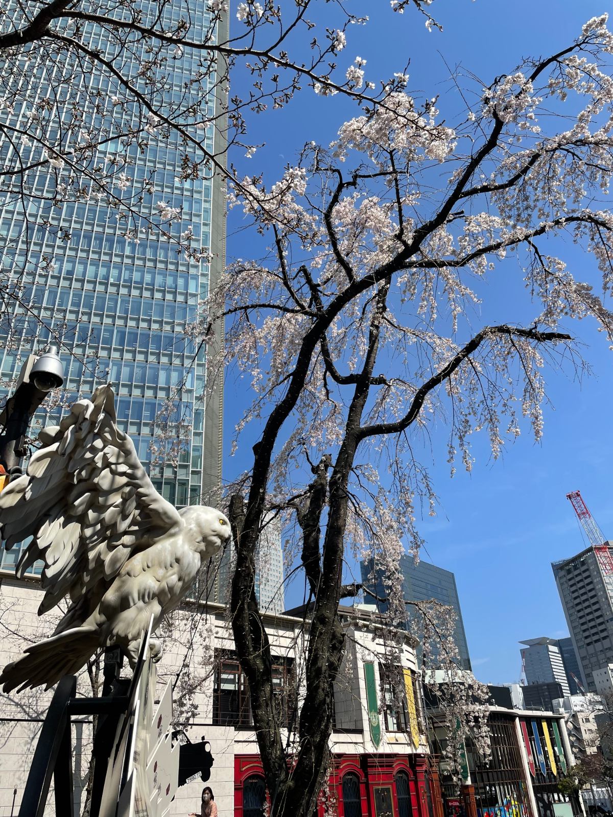 赤坂の三春桜（2026年）