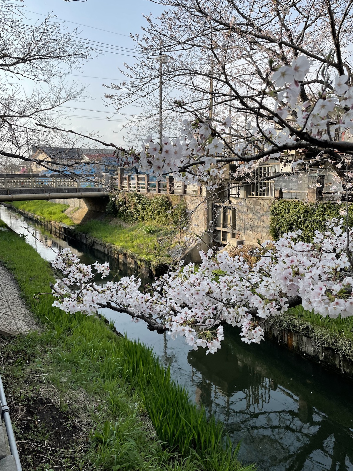 真間川の桜(2026/3/29)