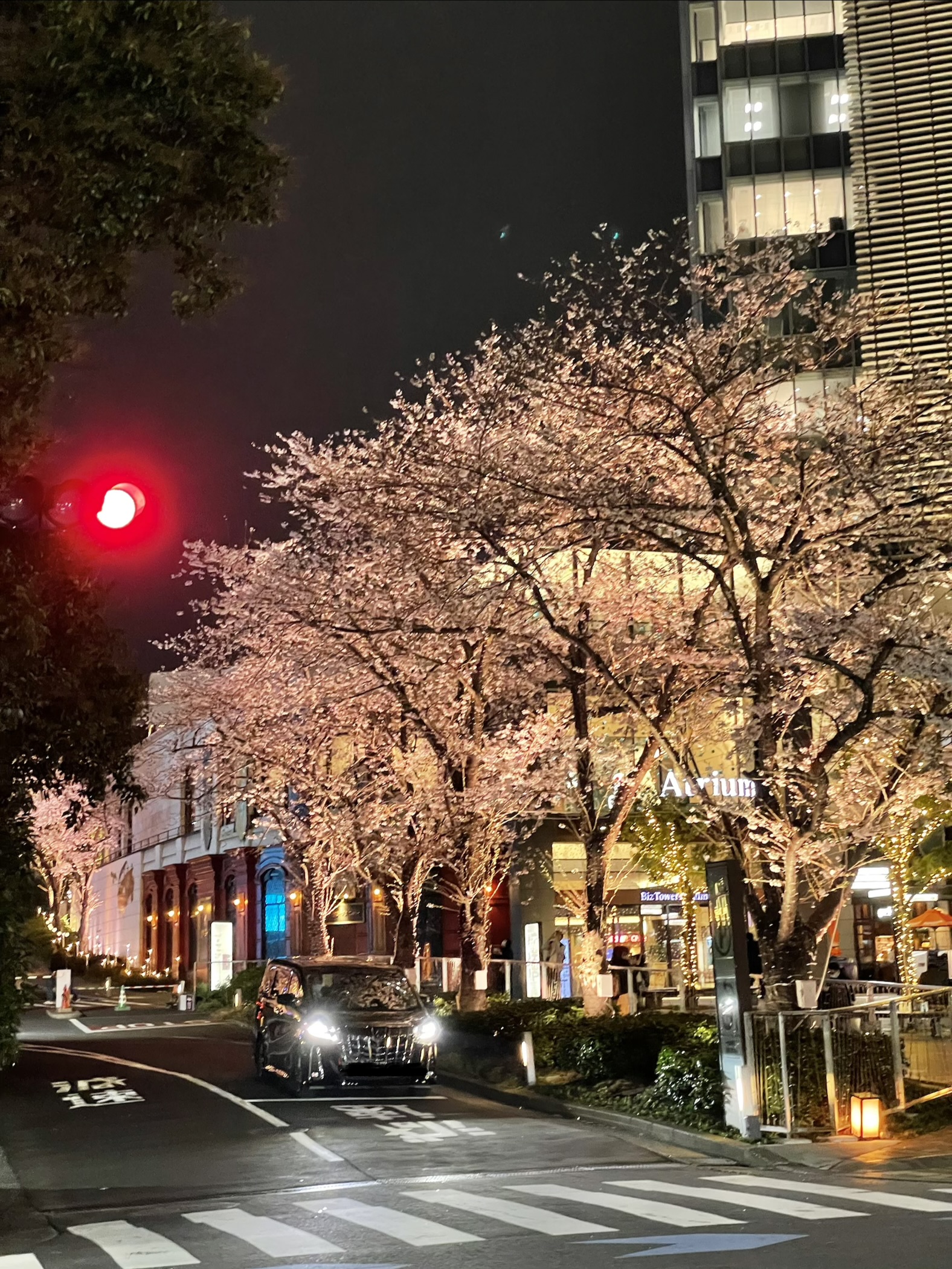 赤坂の夜桜