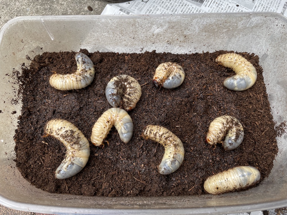 カブトムシの幼虫がすくすく育ってる