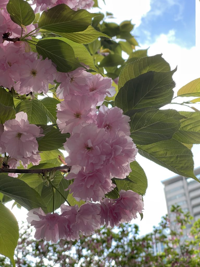ピンク色の八重桜