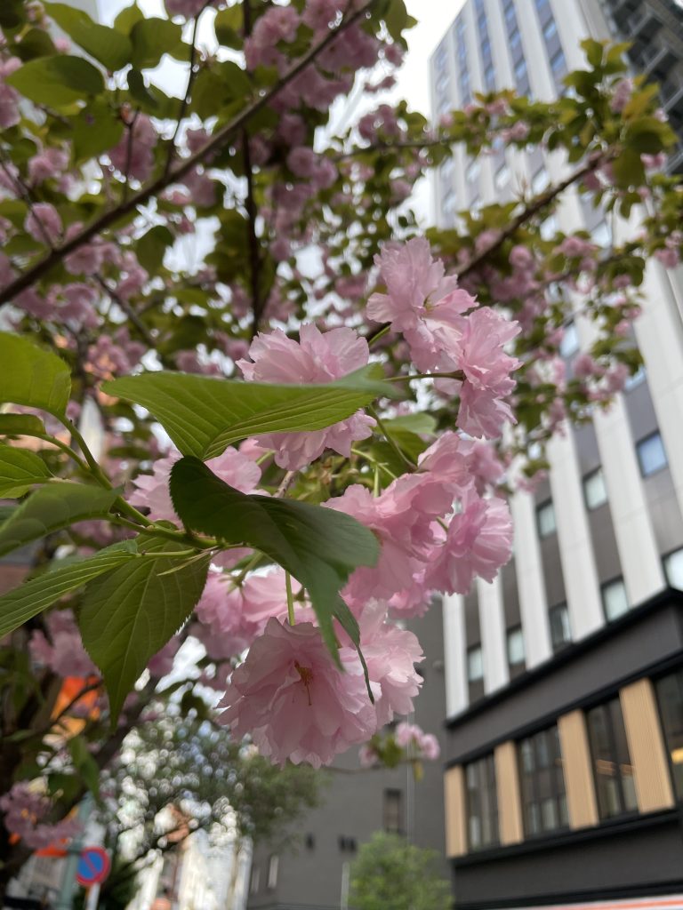 ピンク色の八重桜