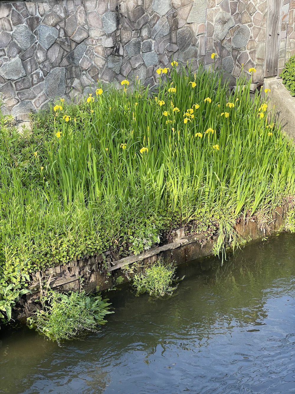 真間川の黄菖蒲が見頃