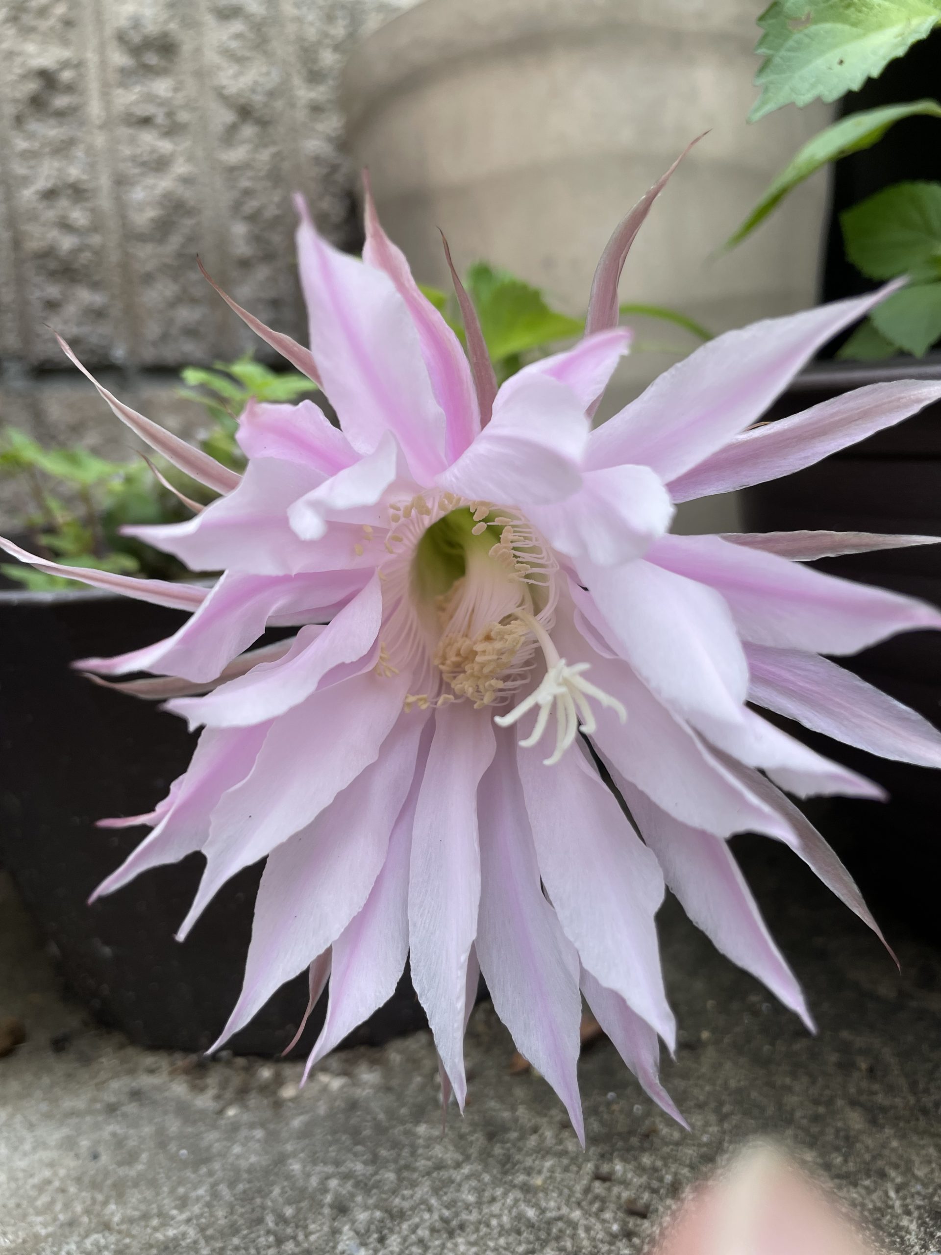 サボテン、花が咲いた。