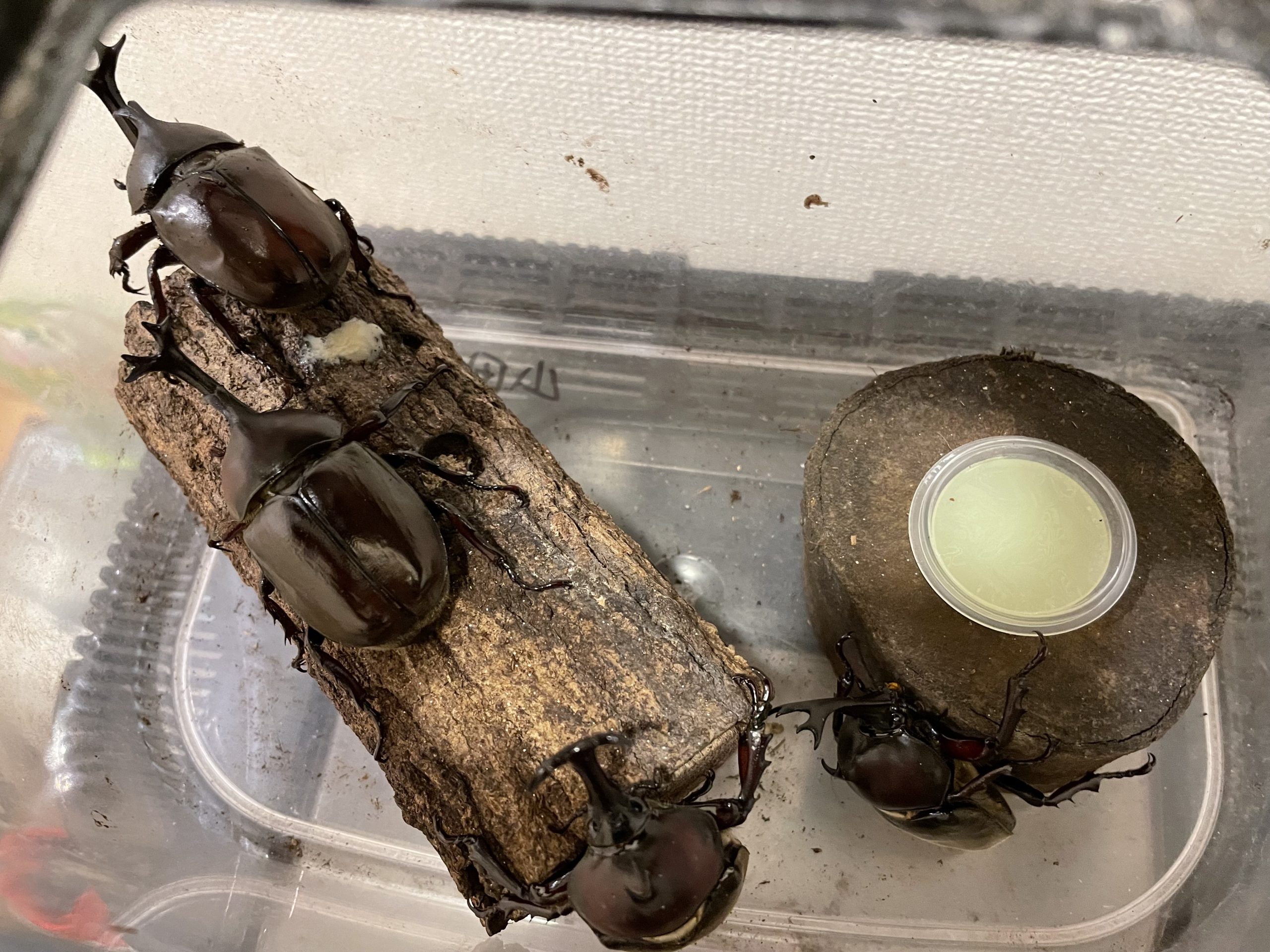 カブトムシが成虫になった。
