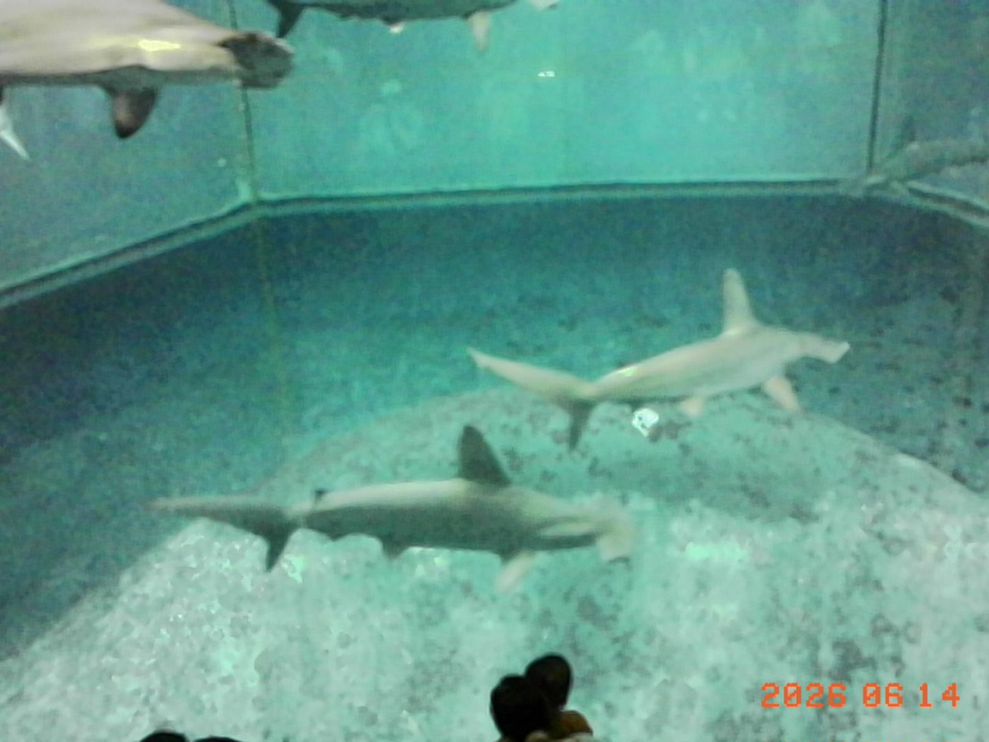 トイカメラを持って葛西臨海公園にいってきた