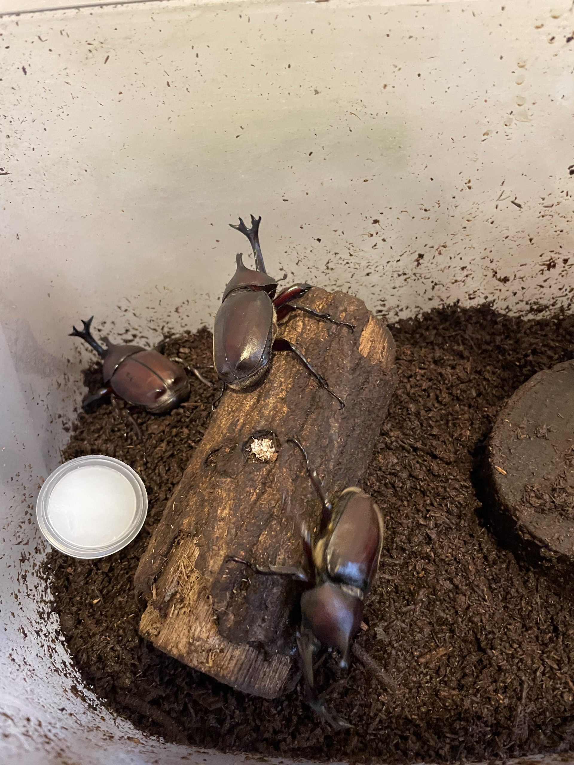 カブトムシ