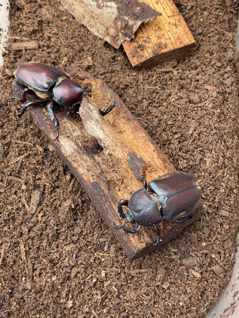 カブトムシのペア