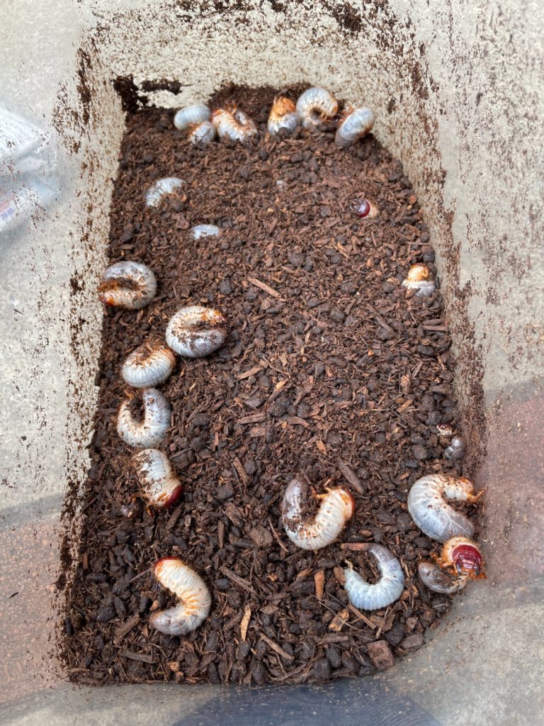 カブトムシの幼虫