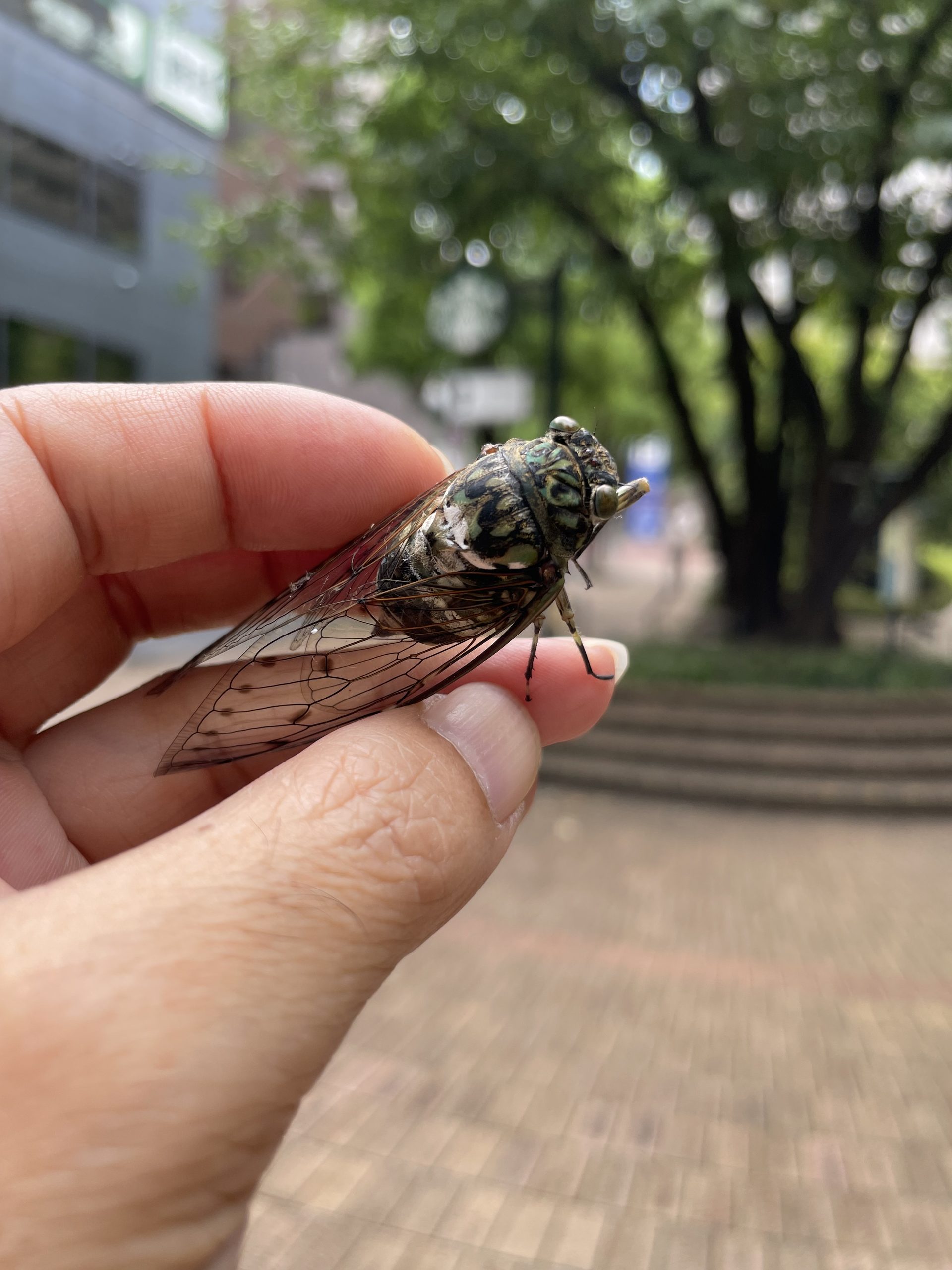 ミンミンゼミ捕まえた