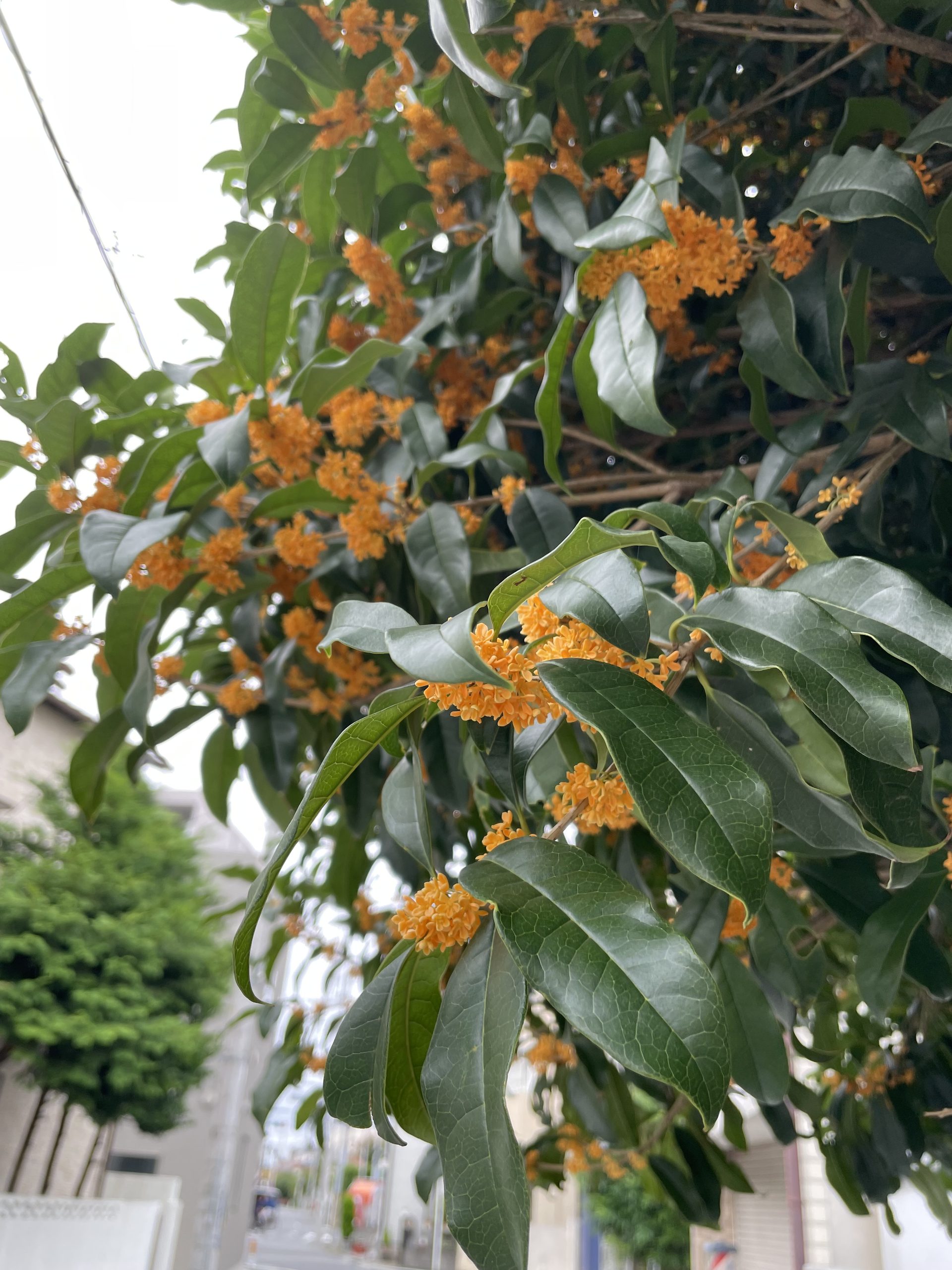 金木犀が咲いていた