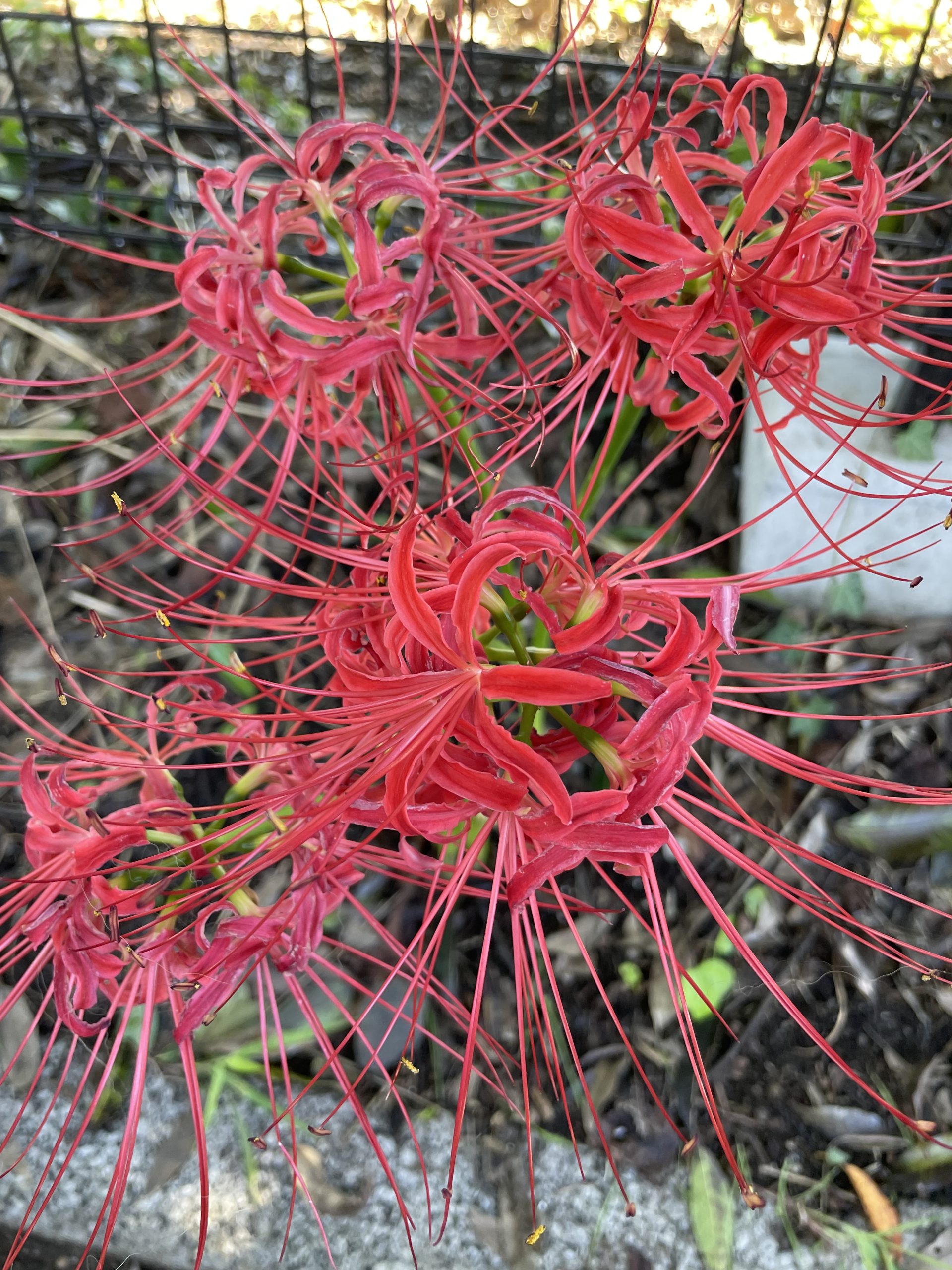彼岸花