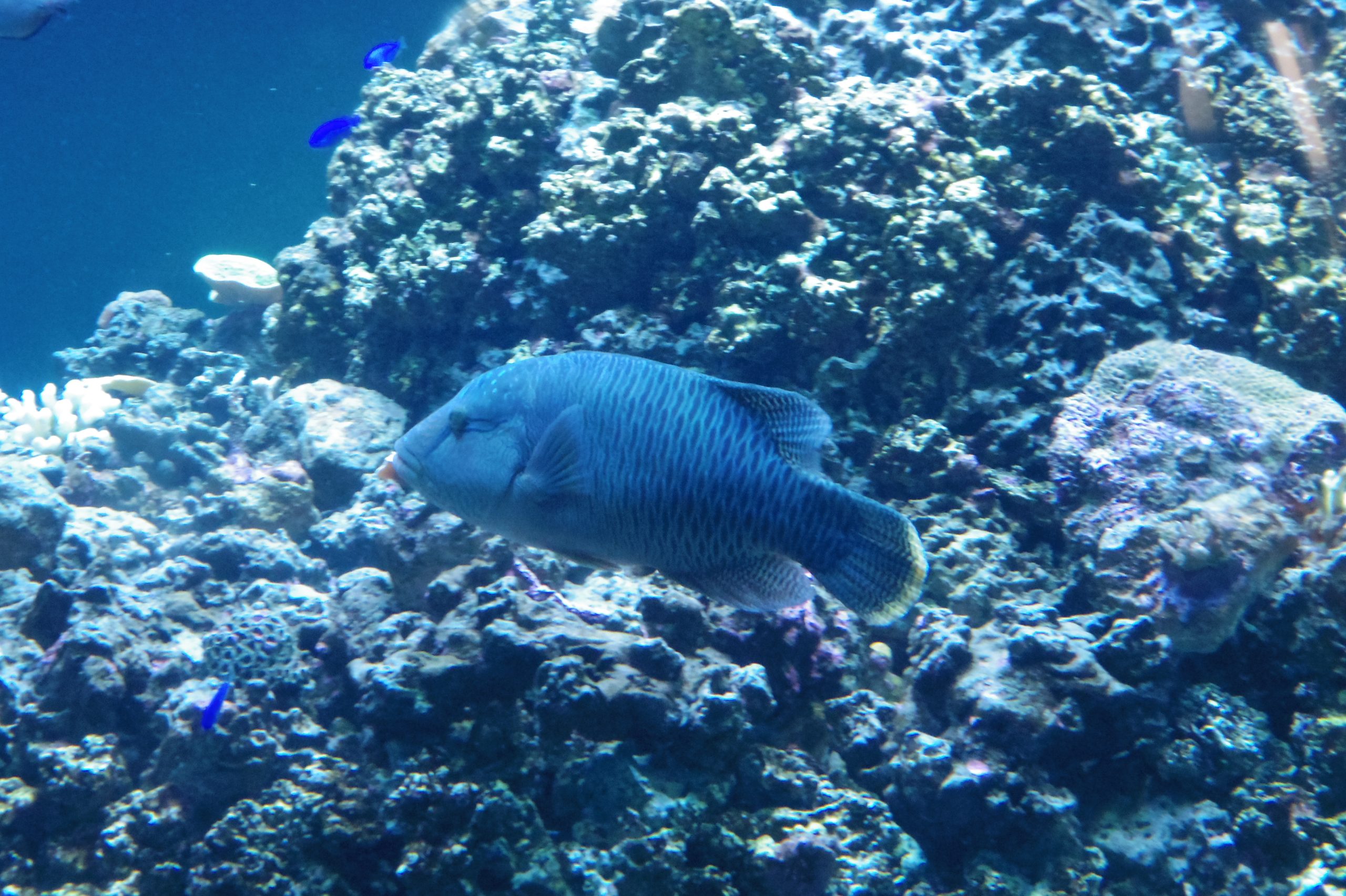 葛西臨海水族園