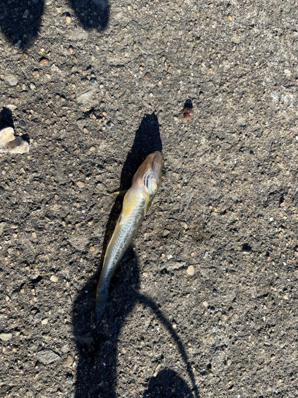 ハゼ釣りをしてきた。